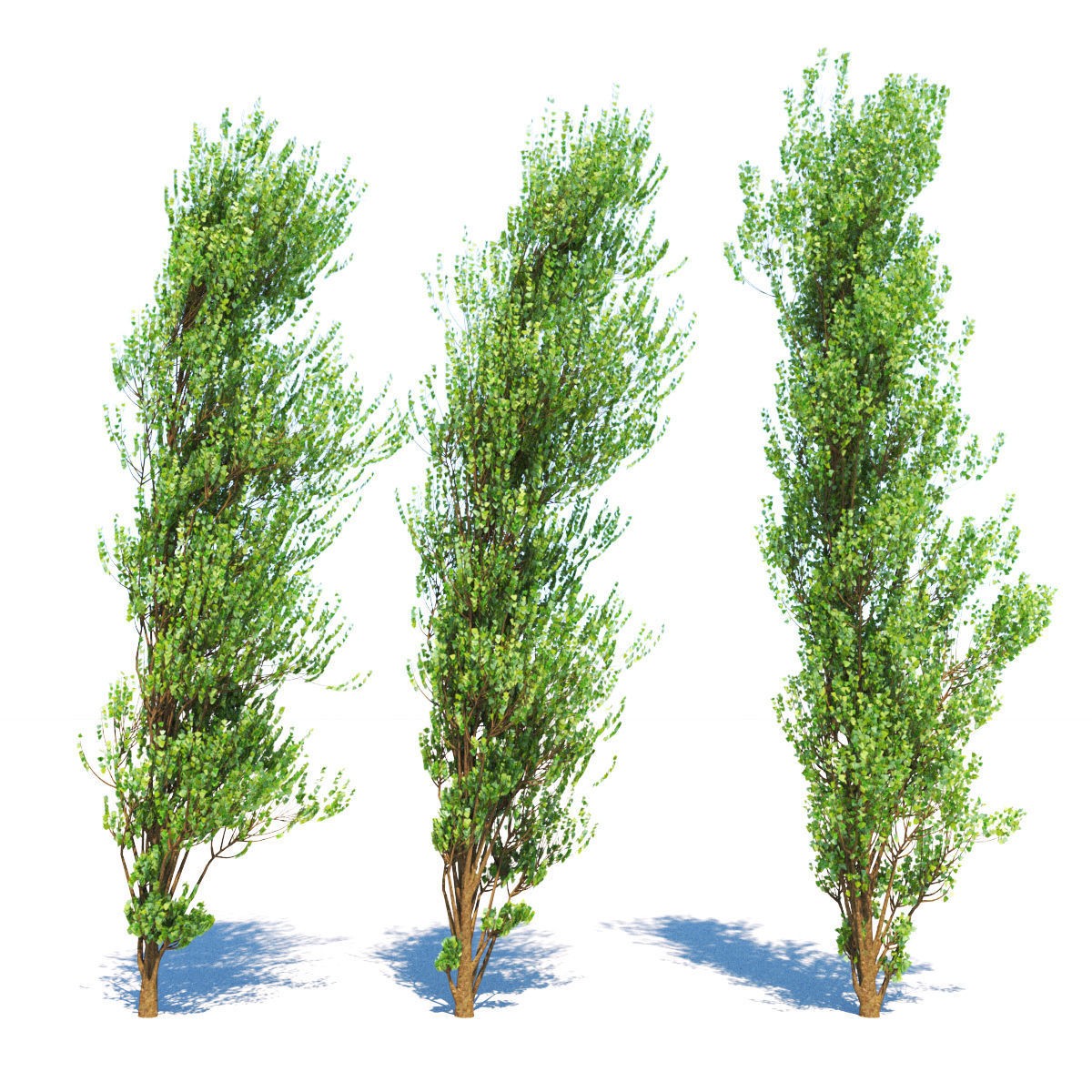 3d model of poplar trees